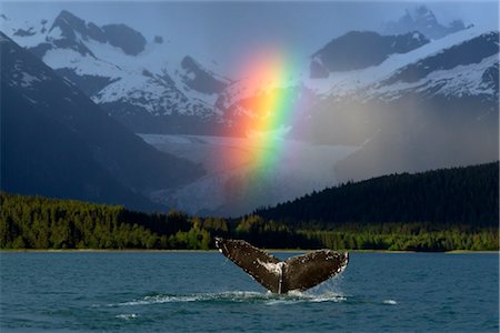 diving action - COMPOSITE: Bright rainbow appears over Eagle Beach after a rain shower with a fluking Humpback Whale in the foreground, Inside Passage, Southeast Alaska, Summer Stock Photo - Rights-Managed, Code: 854-05974216