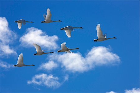 Trumpeter swans in flight during Spring migration, Marsh Lake, Yukon Territory, Canada Stock Photo - Rights-Managed, Code: 854-05974210