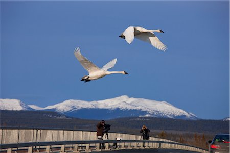 Photographer and birdwatcher view Trumpeter Swans as the fly over the roadway near Marsh Lake, Yukon Territory, Canada, Spring Stock Photo - Rights-Managed, Code: 854-05974211