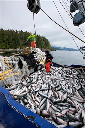 Les pêcheurs commerciaux senne travaillent sur le pont couvert de saumons roses et kéta, détroit de Chatham, île de l'Amirauté, sud-est de l'Alaska (unité de gestion 12) Photographie de stock - Rights-Managed, Code: 854-05974225