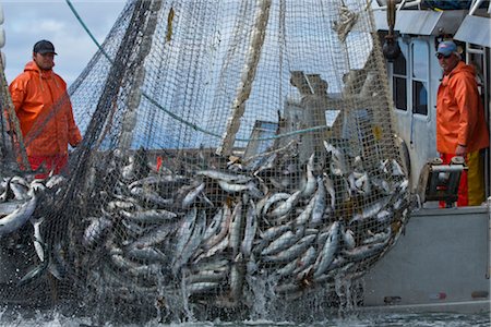 Close up of commercial purse seine fishermen hauling in a full net of pink and chum salmon, Chatham Strait near Admiralty Island, Southeast Alaska, Summer Foto de stock - Con derechos protegidos, Código: 854-05974220