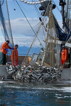 Close up of commercial purse seine fishermen hauling in a full net of pink and chum salmon, Chatham Strait near Admiralty Island, Southeast Alaska, Summer Stock Photo - Rights-Managed, Code: 854-05974221