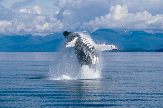 View of a Humpback whale breaching in Frederick Sound, Tongass National Forest, Southeast Alaska, Summer Stock Photo - Premium Rights-Managed, Artist: AlaskaStock, Image code: 854-05974242