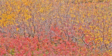 dwarf birch - Colorful view of yellow & orange Autumn colors dwarf Birch, Denali National Park & Preserve, Interior Alaska Stock Photo - Rights-Managed, Code: 854-05974376