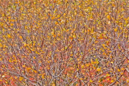 dwarf birch - Affichage coloré des couleurs d'automne jaunes & oranges nain bouleau, Denali National Park & Preserve, intérieur de l'Alaska Photographie de stock - Rights-Managed, Code: 854-05974377