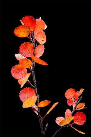 Close up of red &orange leaves and branch from a dwarf Birch against a black background, Maclaren River valley, Denali Highway, Interior Alaska, Autumn Foto de stock - Con derechos protegidos, Código: 854-05974378