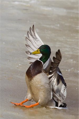 A Mallard drake makes an ungraceful landing on the ice of an Anchorage pond, Southcentral Alaska, Spring Stock Photo - Rights-Managed, Code: 854-05974388