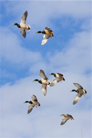 simsearch:854-03845584,k - A drake and hen Mallard mate in the waters of an Anchorage pond, Southcentral Alaska, Spring Fotografie stock - Rights-Managed, Codice: 854-05974389