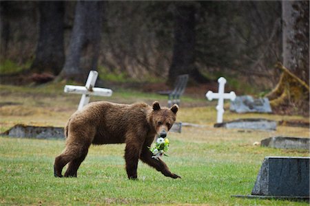 Juvenile Brown bear stealing flowers from a cemetery near Valdez, Southcentral Alaska, Spring Stock Photo - Rights-Managed, Code: 854-05974398