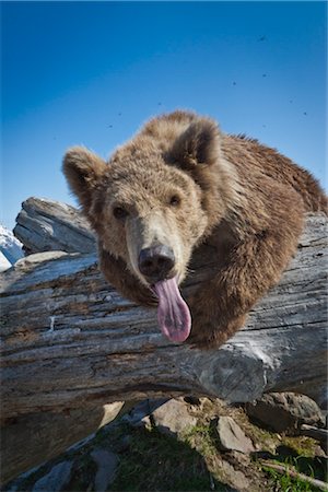 CAPTIVE: Weiblicher Kodiak Brown Bär lehnt sich über ein Protokoll mit der Zunge kleben aus South Central Alaska, Alaska Wildlife Conservation Center Frühling Stockbilder - Lizenzpflichtiges, Bildnummer: 854-05974399