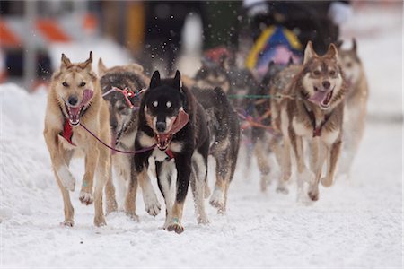 simsearch:854-03537960,k - Team of dogs return down Cordova Street in downtown Anchorage during the Fur Rondy World Championship Sleddog race in 2011, Anchorage, Southcentral Alaska, Winter Stock Photo - Rights-Managed, Code: 854-05974393