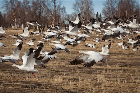 flock - Flock of Snow Geese fly close to the ground over a field, Mat-Su Valley, Palmer, Southcentral Alaska, Spring Stock Photo - Rights-Managed, Code: 854-05974405