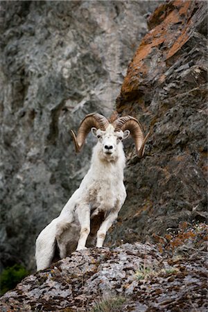 A Dall ram stands on cliff rocks in the Chugach Mountains, Southcentral Alaska, Summer Stock Photo - Rights-Managed, Code: 854-05974403