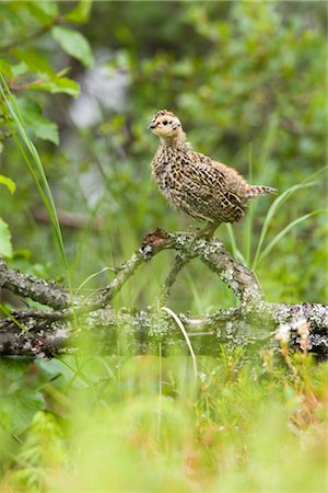 A spruce grouse chick takes cover in an alder thicket, Bristol Bay, Southwest  Alaska, Summer Foto de stock - Con derechos protegidos, Código: 854-05974417