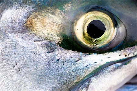 river eye - Close up of Sockeye salmon from Newhalen River in the Bristol Bay area, Iliamna, Southwest Alaska, Summer Fotografie stock - Rights-Managed, Codice: 854-05974430