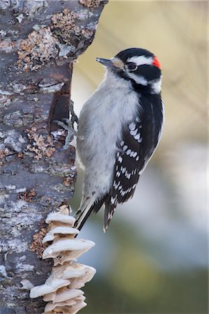 pájaro carpintero - Close up of a male Downy Woodpecker perched on a braket fungus covered birch tree, Chugach Mountains, Southcentral Alaska, Winter Foto de stock - Con derechos protegidos, Código: 854-05974466