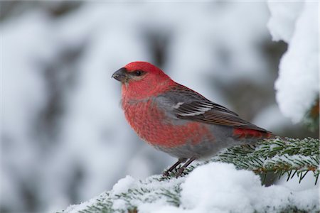 snow covered spruce branch - Male Pine Grosbeak perched on snow covered spruce bough, Girdwood, Chugach Mountains, Southcentral Alaska, Winter Stock Photo - Rights-Managed, Code: 854-05974467