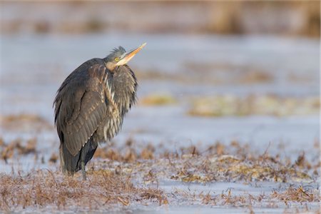 Great Blue Heron standing on frozen marsh of the Copper River Delta near Cordova, Southcentral Alaska, Winter Fotografie stock - Rights-Managed, Codice: 854-05974463