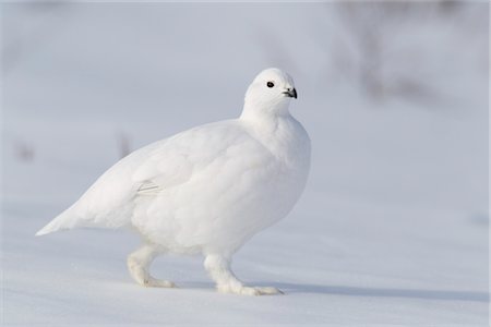 Willow Ptarmigan in white winter plumage walking on hard packed snow, Chugach Mountains, Southcentral Alaska, Winter Stock Photo - Rights-Managed, Code: 854-05974472