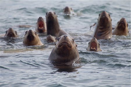 eared seal - Steller sea lion herd swimming with heads above water, Prince William Sound, Southcentral Alaska, winter Stock Photo - Rights-Managed, Code: 854-05974490