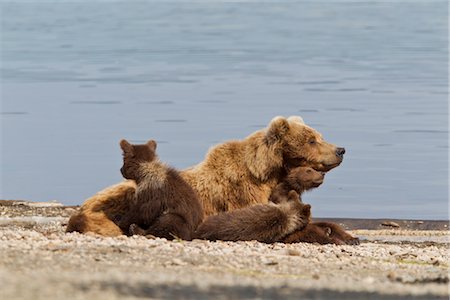 predatory - A Brown Bear Sow rests with 4 of her spring cubs on the beach of Naknek Lake, Brooks Camp, Katmai National Park, Southwest, Alaska, Summer Stock Photo - Rights-Managed, Code: 854-05974550