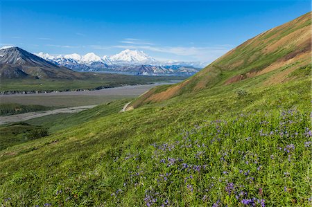 Scenic View Of Mount Mckinley (Denali) And Thorofare River From Mount Eielson With A Foreground Of Wildflowers (Geraniums); Alaska United States Of America Foto de stock - Con derechos protegidos, Código: 854-08028074