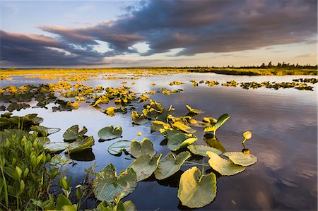 river america nobody - Lily Pads Glow At Sunset As The Clouds Reflect In The Tranquil Water Of A Pond In The Bristol Bay Watershed Near The Kvichak River; Bristol Bay Alaska United States Of America Photographie de stock - Rights-Managed, Code: 854-08028077