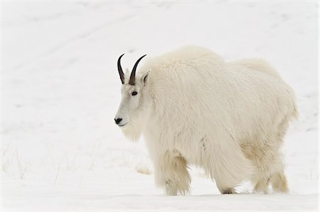 Mountain goat (oreamnos americanus) walking on snow;Yukon canada Foto de stock - Direito Controlado, Número: 854-08028121