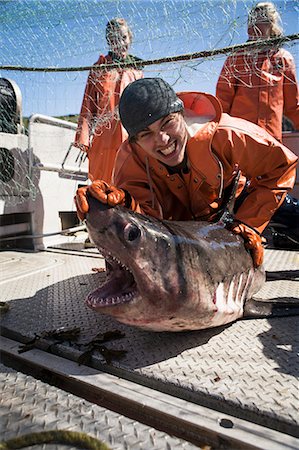 simsearch:6118-09076636,k - A Salmon Shark Caught While Salmon Fishing In The Alaska Department Of Fish And Game 'alaska Peninsula Area' Also Known As 'area M'. This Has Been A Controversial Fishing Region. Foto de stock - Con derechos protegidos, Código: 854-08028180