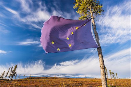 picea mariana - An Alaskan Flag Tied To A Black Spruce Tree Marks The Location Of A Good Blueberry Patch Alonside The Steese Highway North Of Fairbanks On A Sunny Fall Day, Fall Foliage, Fairbanks, Interior Alaska, Usa. Fotografie stock - Rights-Managed, Codice: 854-08028199