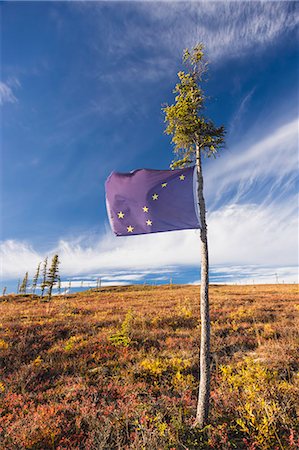 picea mariana - An Alaskan Flag Tied To A Black Spruce Tree Marks The Location Of A Good Blueberry Patch Alonside The Steese Highway North Of Fairbanks On A Sunny Fall Day, Fall Foliage, Fairbanks, Interior Alaska, Usa. Photographie de stock - Rights-Managed, Code: 854-08028200