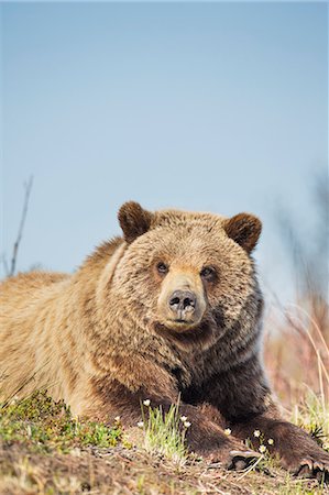 Young Grizzly Bear Rests Along The Spring Tundra In Denali National Park, Alaska. Stock Photo - Rights-Managed, Code: 854-08028224