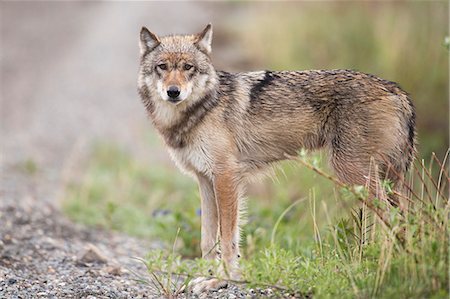 Gray Wolf, Denali National Park, Interior, Alaska. Photographie de stock - Rights-Managed, Code: 854-08028226