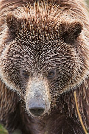 Grizzly Bear On The Springtime Tundra In Denali National Park, Alaska. Photographie de stock - Rights-Managed, Code: 854-08028227