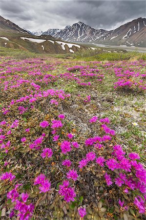 Spring Blooming Lapland Rosebay Colors The Tundra In Denali National Park, Alaska Range Mountains In The Distance. Stock Photo - Rights-Managed, Code: 854-08028228
