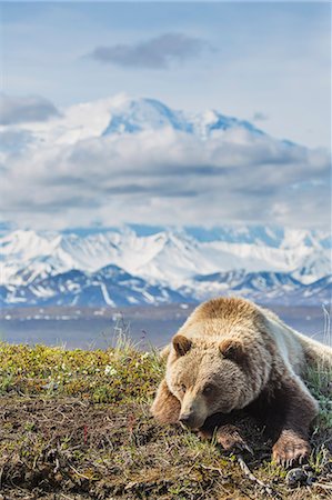 Young Grizzly Bear Rests Along The Spring Tundra In Front Of Mt Mckinley, Denali National Park, Alaska. Stockbilder - Lizenzpflichtiges, Bildnummer: 854-08028222