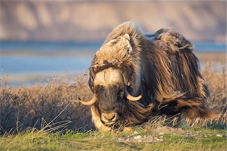 desgreñado - The Long Guard Hair Of The Bull Muskox Blows In The Arctic Wind On The Coastal Plain, Alaska. Foto de stock - Con derechos protegidos, Código: 854-08028235