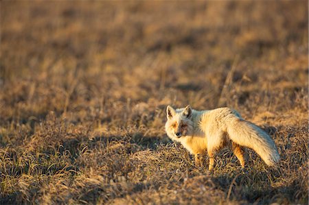 renard argenté - Red Fox Hunts On The Tundra Of Alaska's Arctic North Slope. Photographie de stock - Rights-Managed, Code: 854-08028236