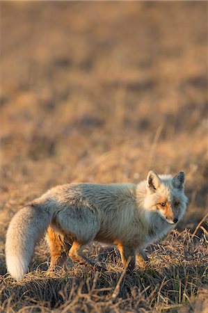 Red Fox Hunts On The Tundra Of Alaska's Arctic North Slope. Stock Photo - Rights-Managed, Code: 854-08028237