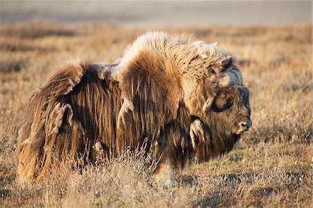 The Long Guard Hair Of The Bull Muskox Blows In The Arctic Wind On The Coastal Plain, Alaska. Stock Photo - Rights-Managed, Code: 854-08028233