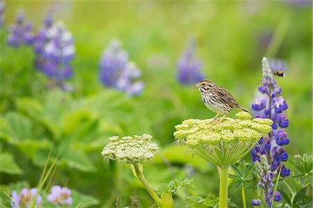 Savannah Sparrow Perched On A Wild Celery Plant, In A Field Of Lupine Wildflowers, Katmai National Park, Alaska Peninsula, Southwest, Alaska. Photographie de stock - Rights-Managed, Code: 854-08028245