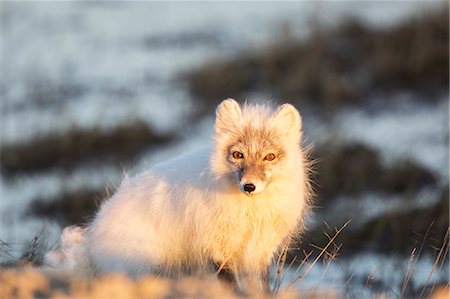 Arctic Fox Portrait In The Late Night Sun, Arctic North Slope Alaska. Photographie de stock - Rights-Managed, Code: 854-08028241