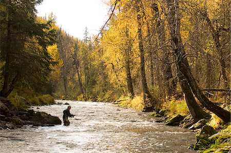 Flyfisherman on Russian River Kenai Peninsula Alaska Autumn Foto de stock - Con derechos protegidos, Código: 854-02954953
