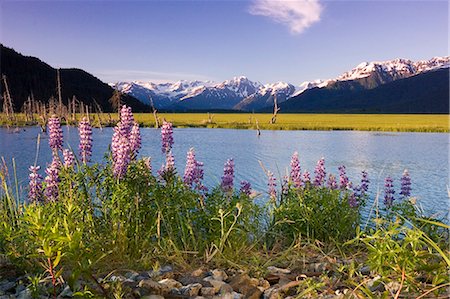 Randonneur se trouve par Lupin floraisons féminines proche étang SC Alaska été Chugach SP 20 Mile River Valley Photographie de stock - Rights-Managed, Code: 854-02955178