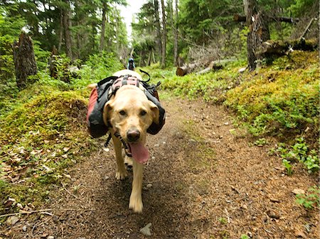 pack animal - Yellow Lab hiking with people along Johnson Pass Trail on Kenai Peninsula during Summer in Alaska Stock Photo - Rights-Managed, Code: 854-02955171