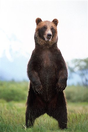 Brown bear standing upright in meadow Captive Alaska Wildlife Conservation Center Southcentral Alaska Stock Photo - Rights-Managed, Code: 854-02955259