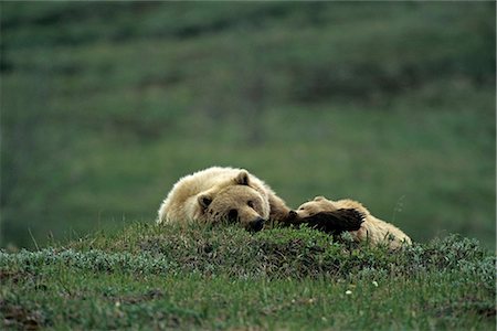 fearless - Grizzly Mom & Cub Stoney Hill Denali NP Interior AK summer scenic Foto de stock - Con derechos protegidos, Código: 854-02955252