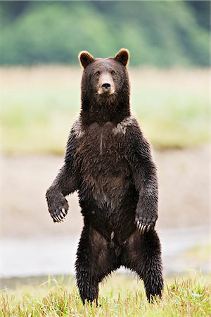 Grizzly stands up on its hind feet to get a better view near a salmon stream in Windfall Harbor of Admiralty Island National Monument in the Tongass National Forest of Southeast Alaska Foto de stock - Con derechos protegidos, Código: 854-02955278