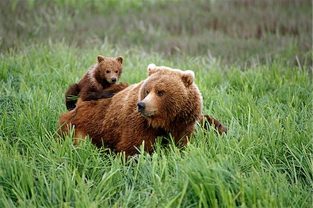 predatory - Grizzly cubs ride on top of their mother as she walks through grass near McNeil River. Summer in Southwest Alaska. Stock Photo - Rights-Managed, Code: 854-02955294