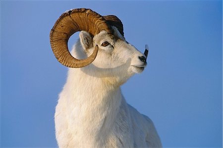Dall Sheep ram after recent rut winter portrait Stock Photo - Rights-Managed, Code: 854-02955300